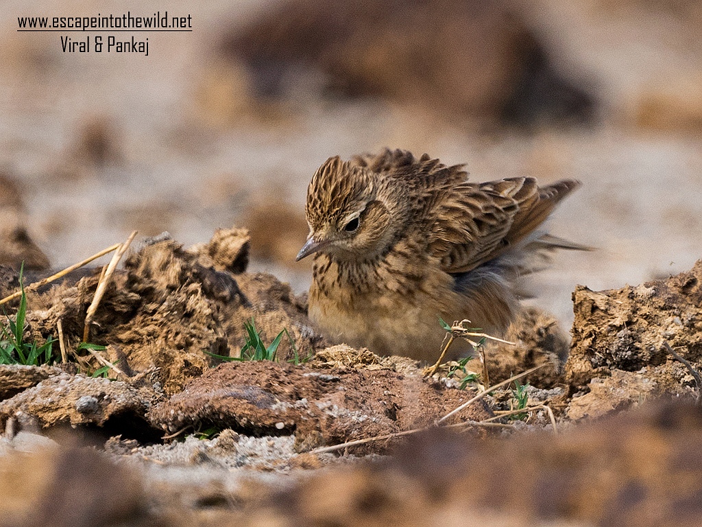 Oriental Sky Lark