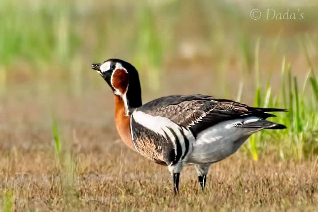 Red-breasted Goose