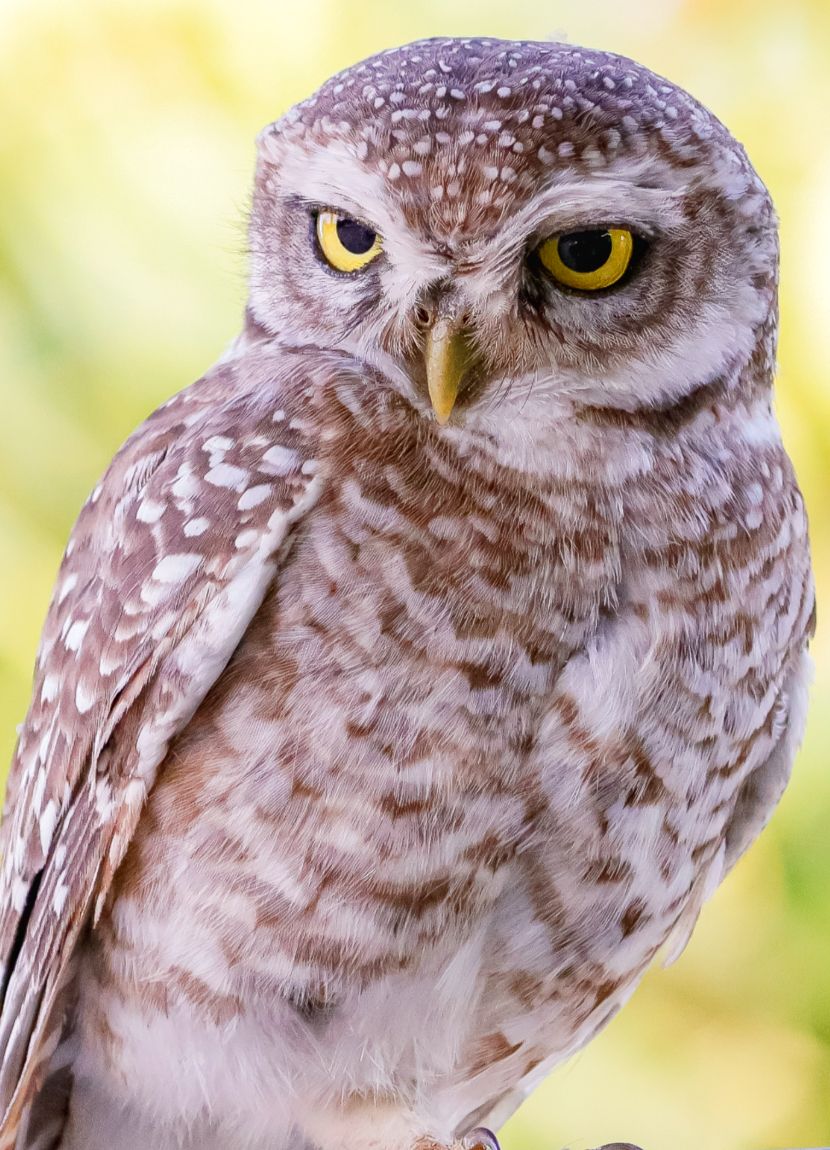 Spotted Owlet