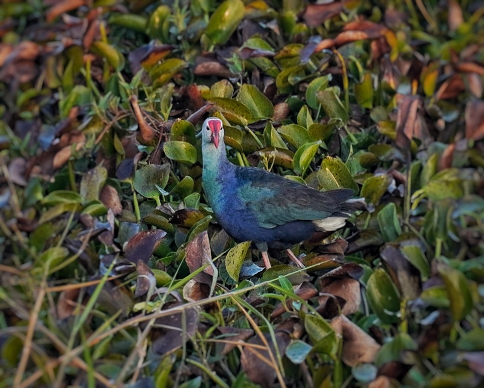 Purple Swamphen