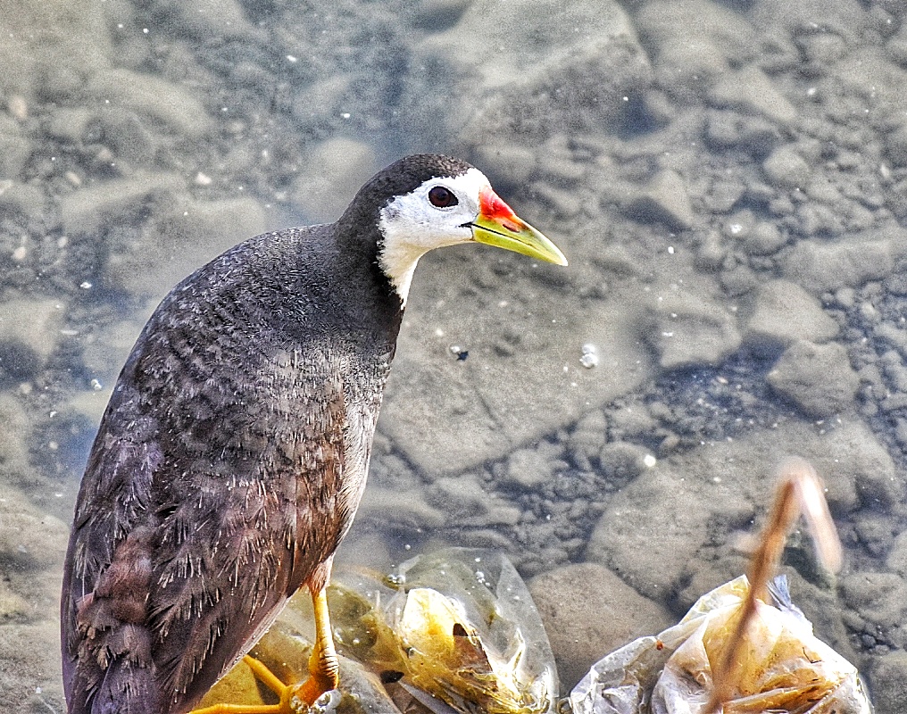 White-breasted Waterhen
