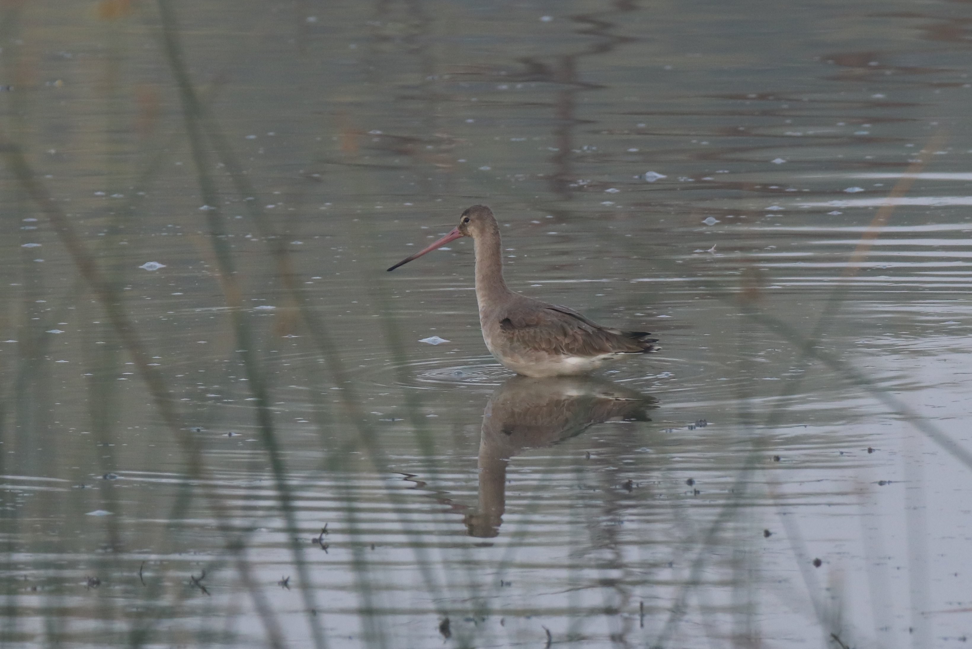 Black-tailed Godwit