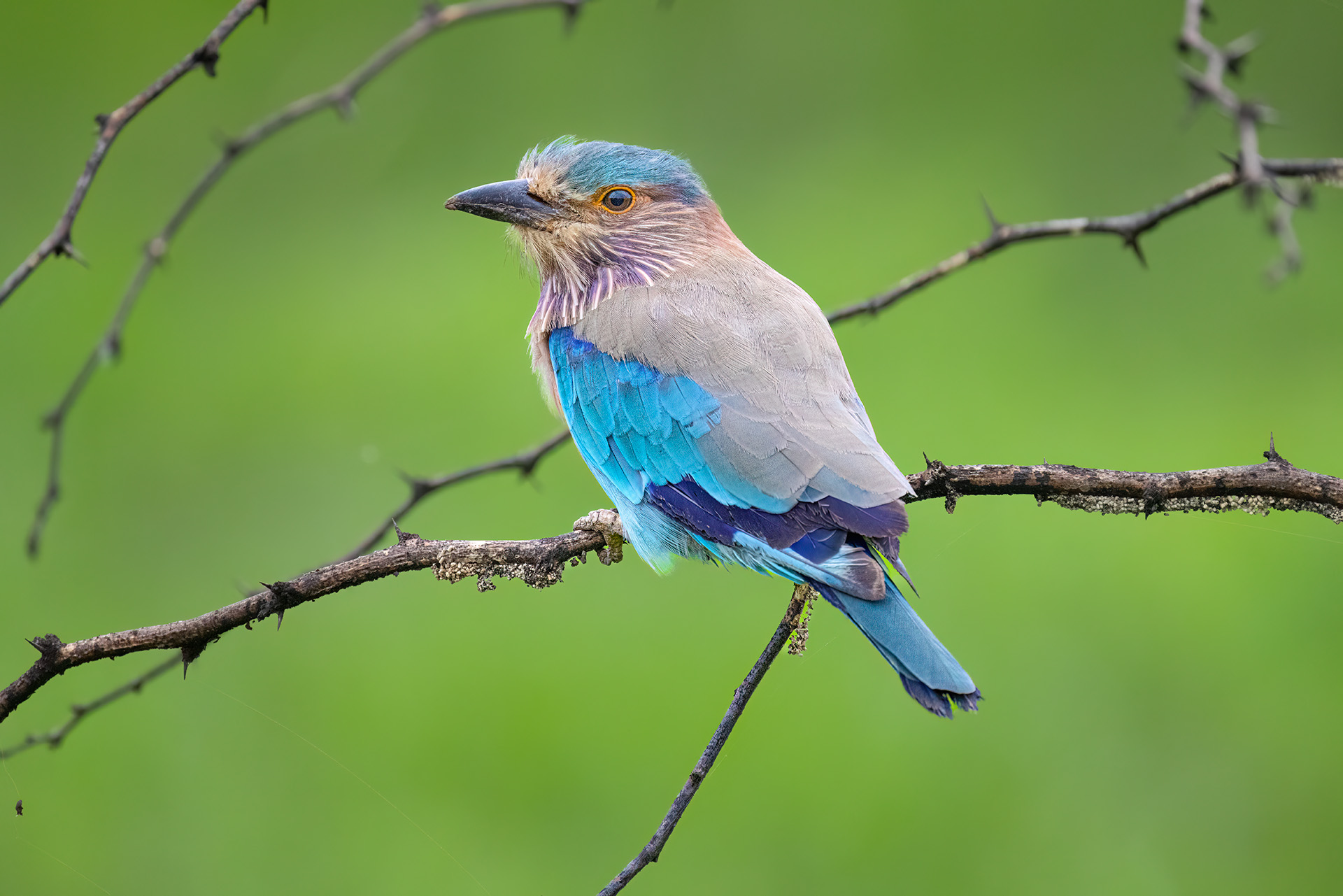 Indian Roller