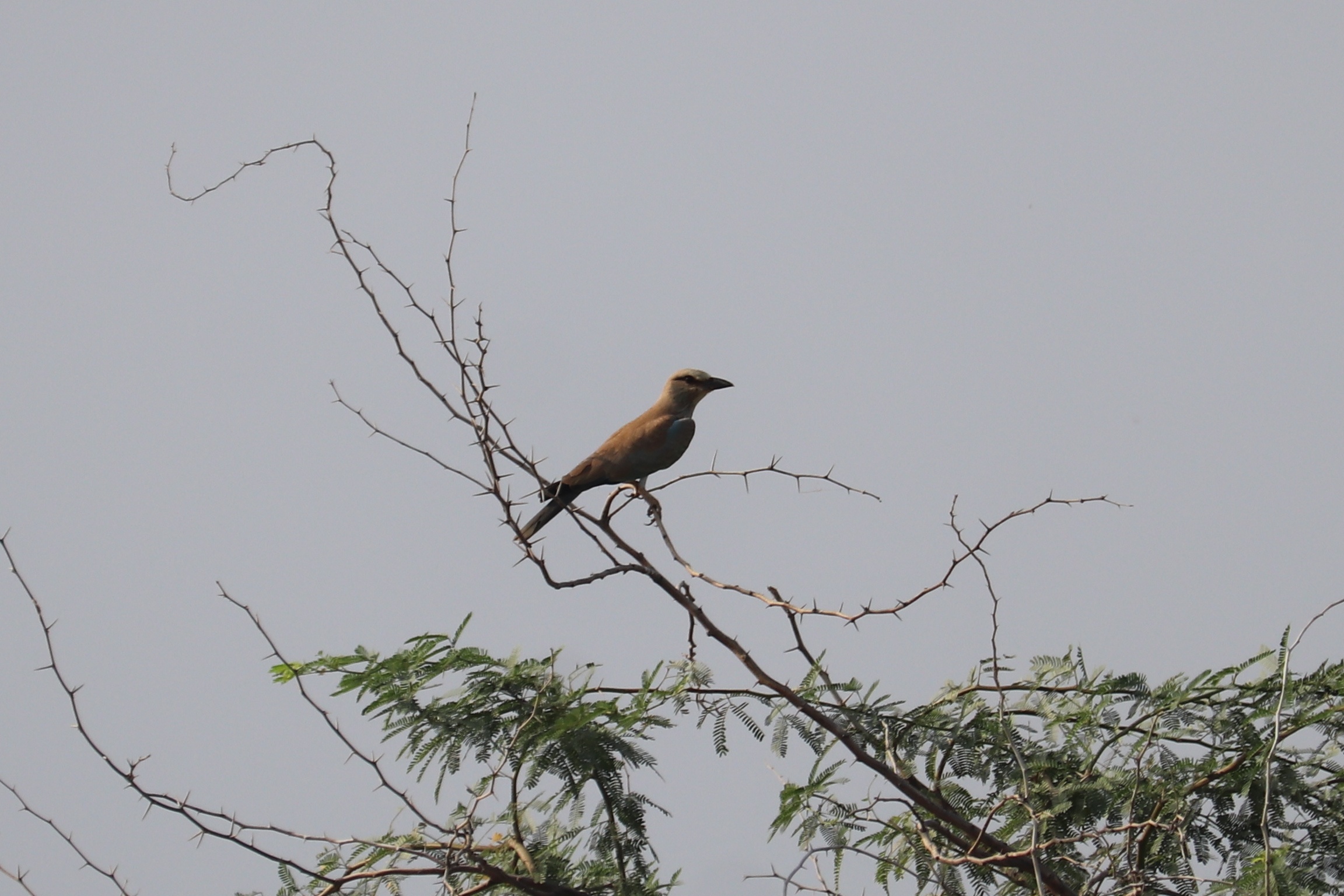 European Roller