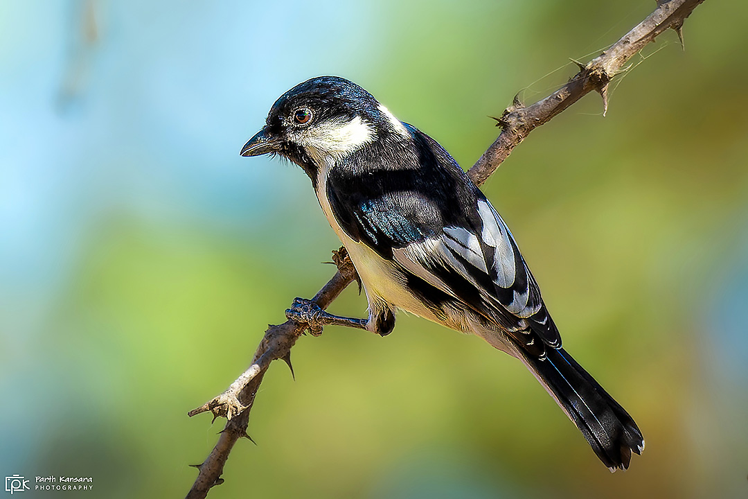 White-naped Tit