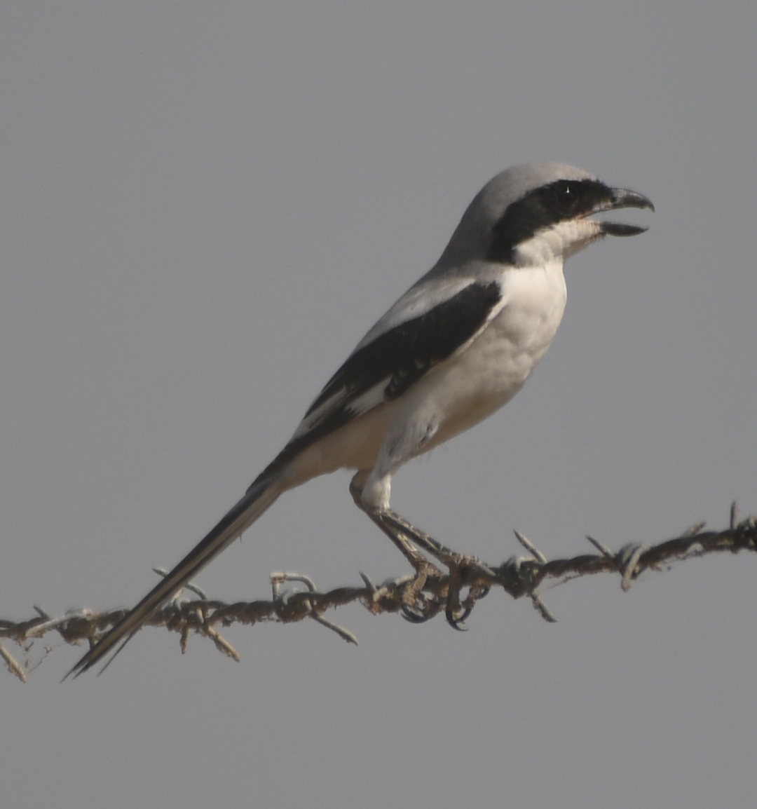 Southern Grey Shrike