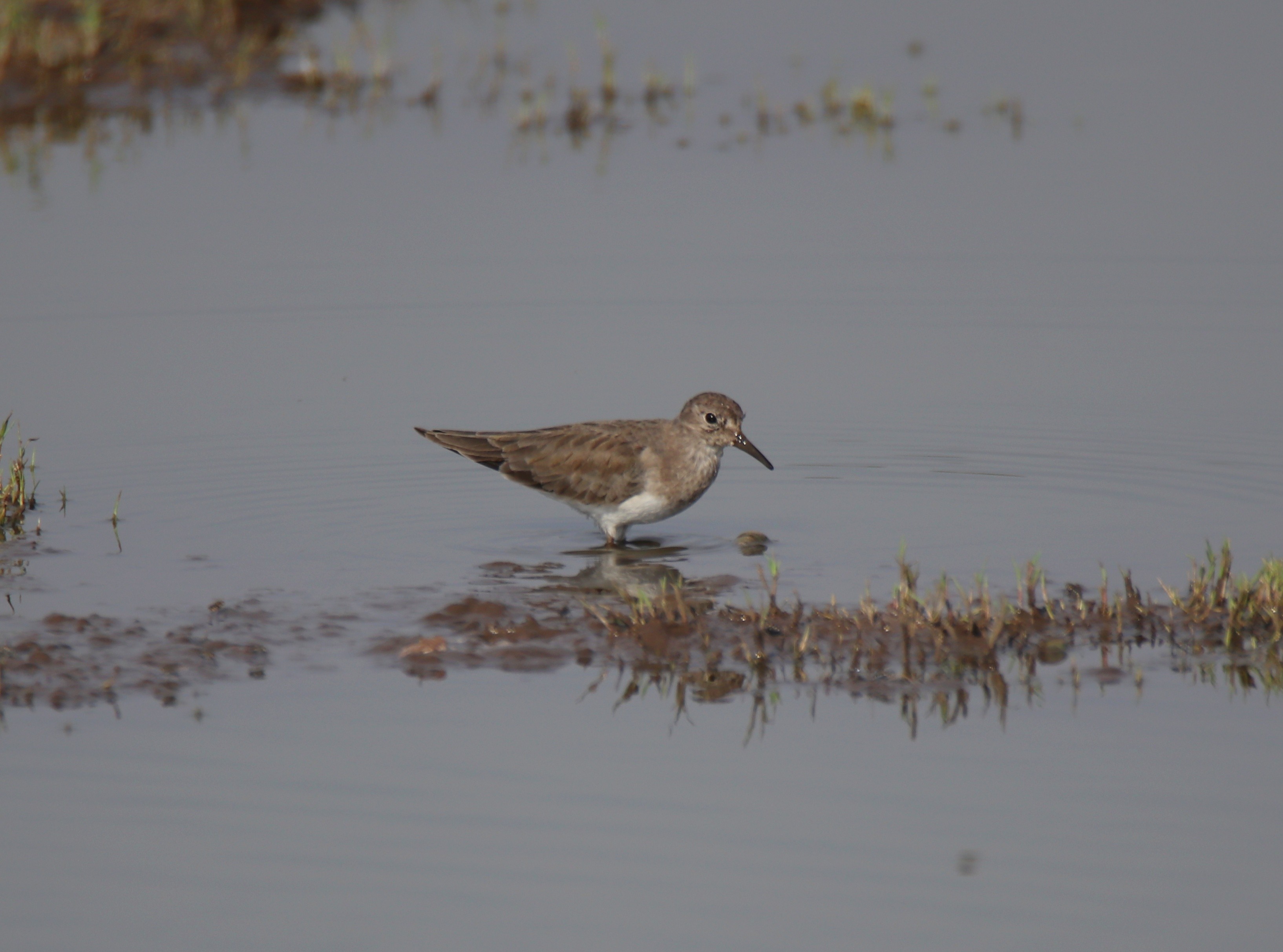 Temminck's Stint