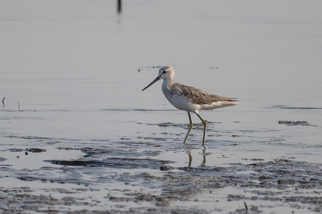Common Greenshank