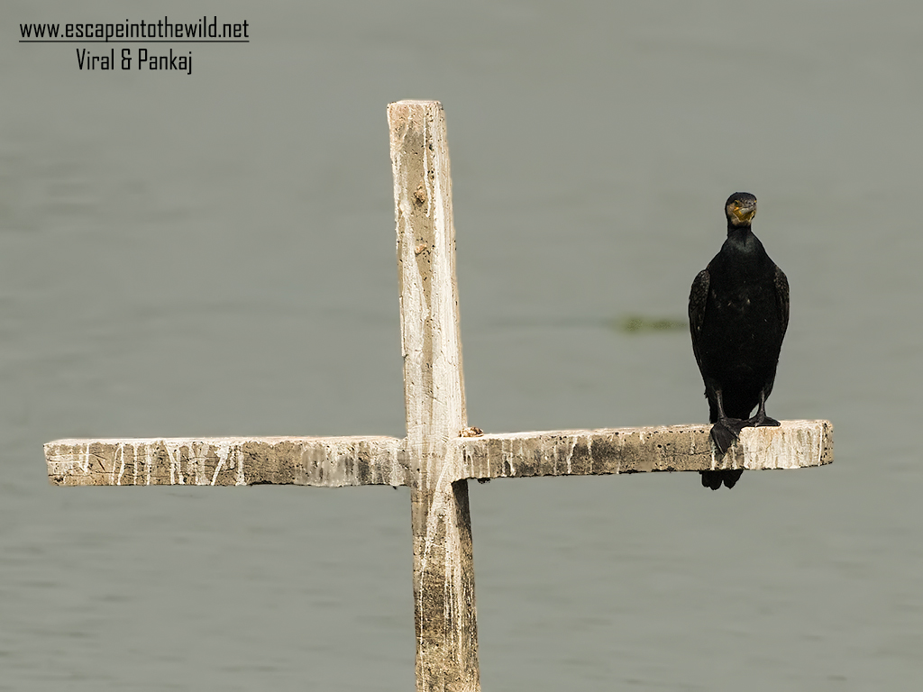 Great Cormorant