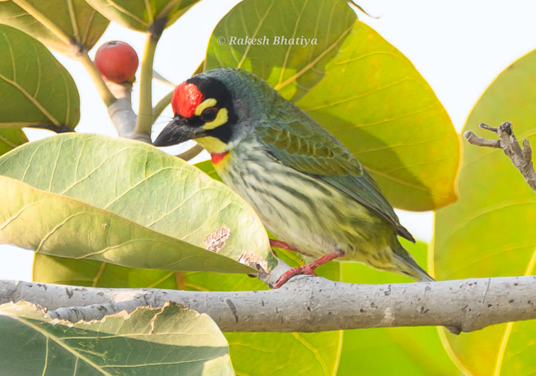 Coppersmith Barbet