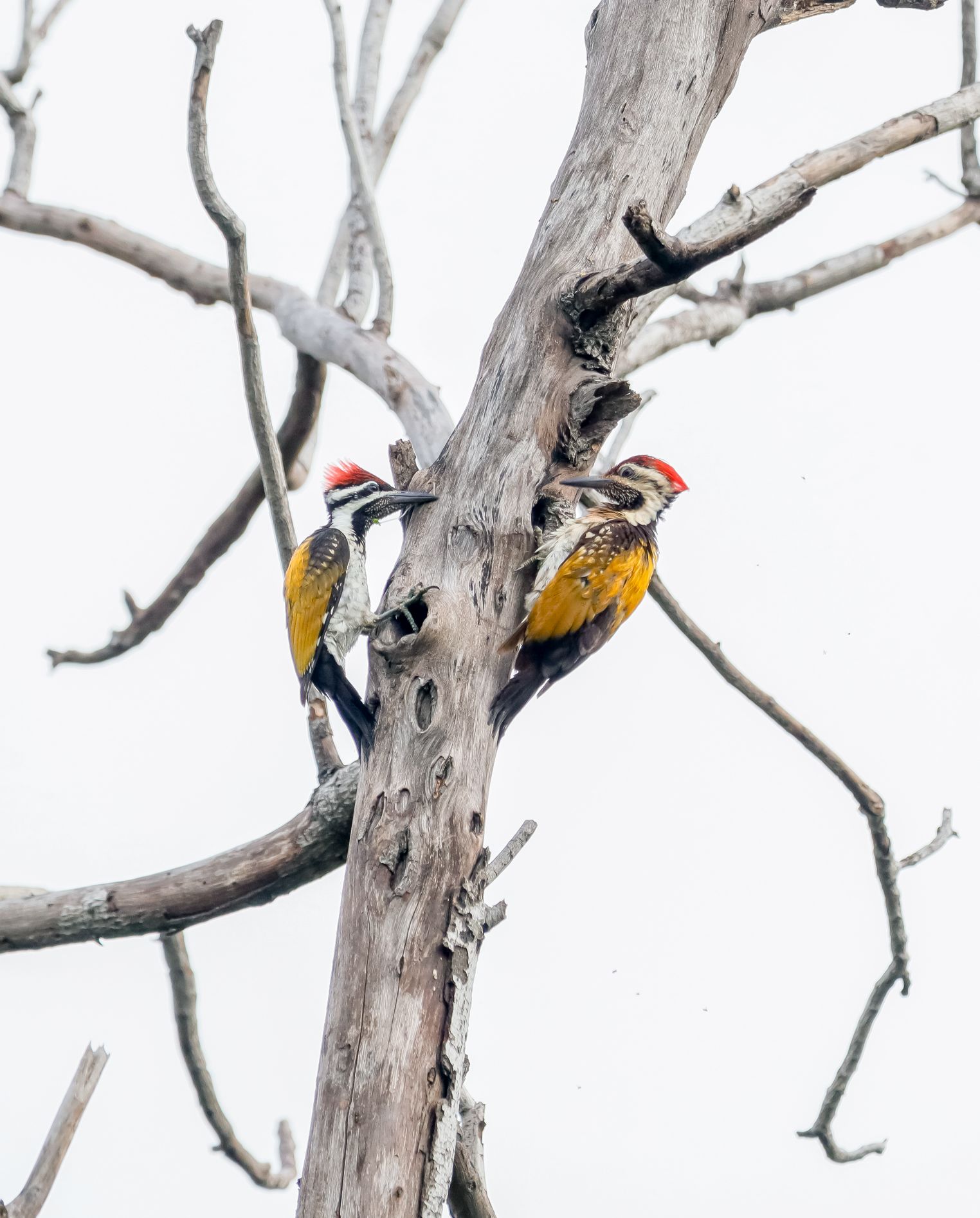 Black-rumped Flameback