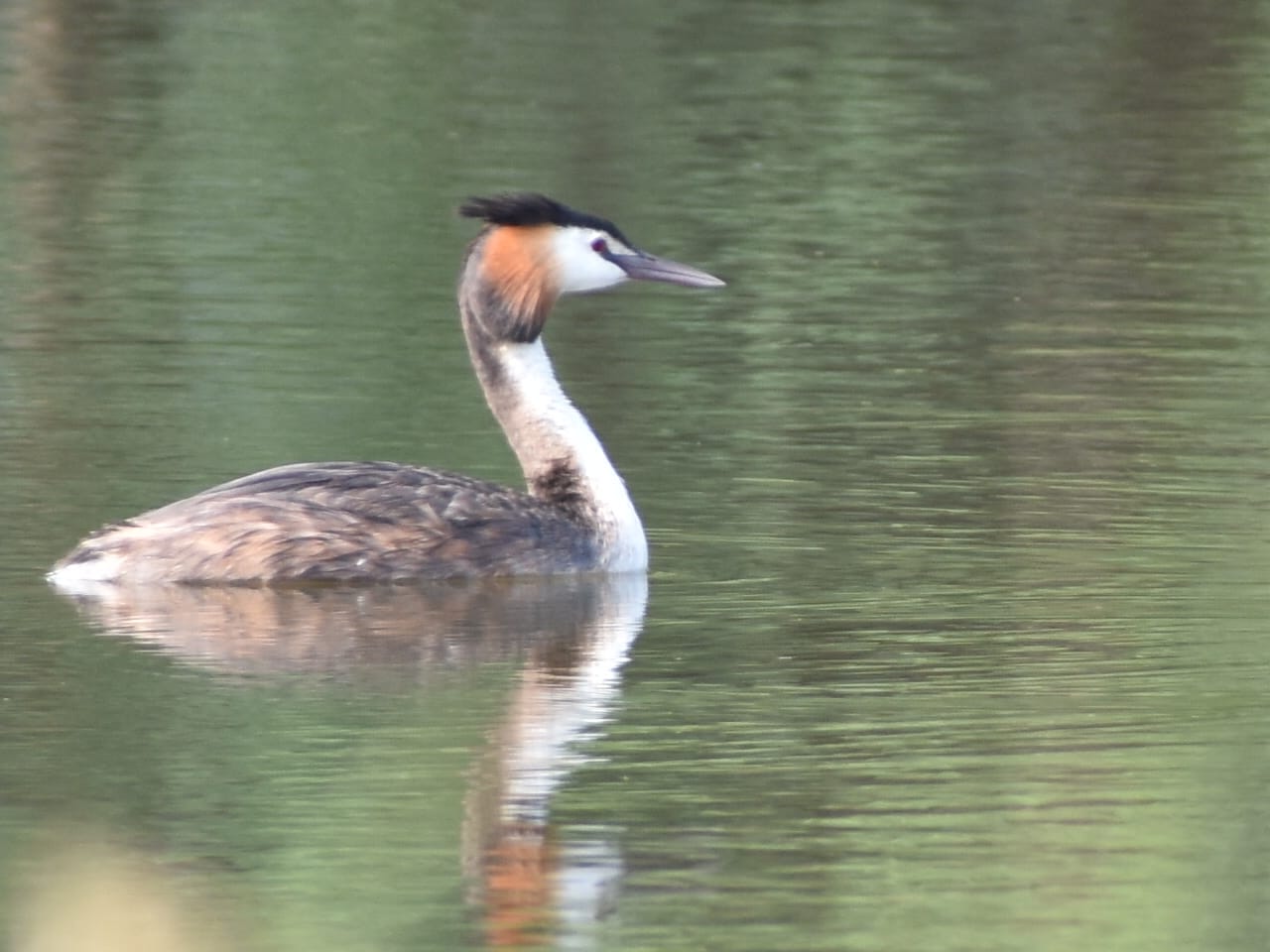 Great Crested Grebe