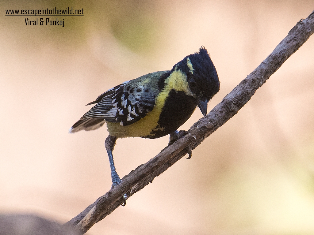 Black-lored Tit