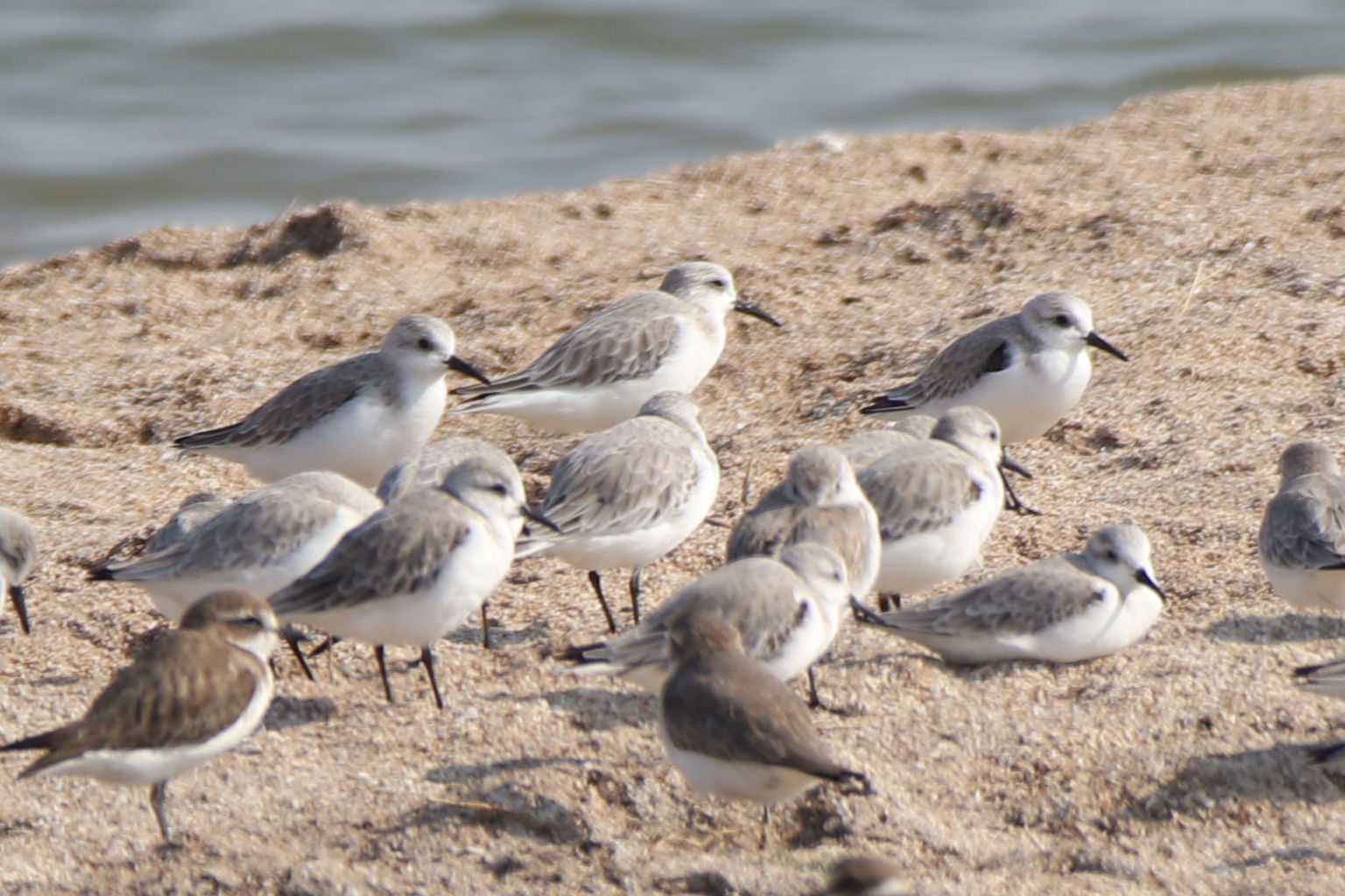 Sanderling