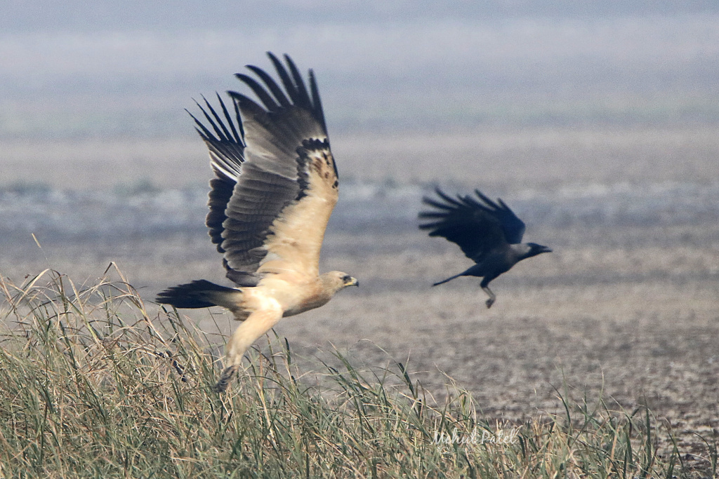 Tawny Eagle
