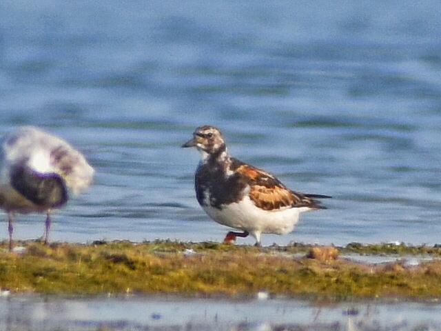 Ruddy Turnstone
