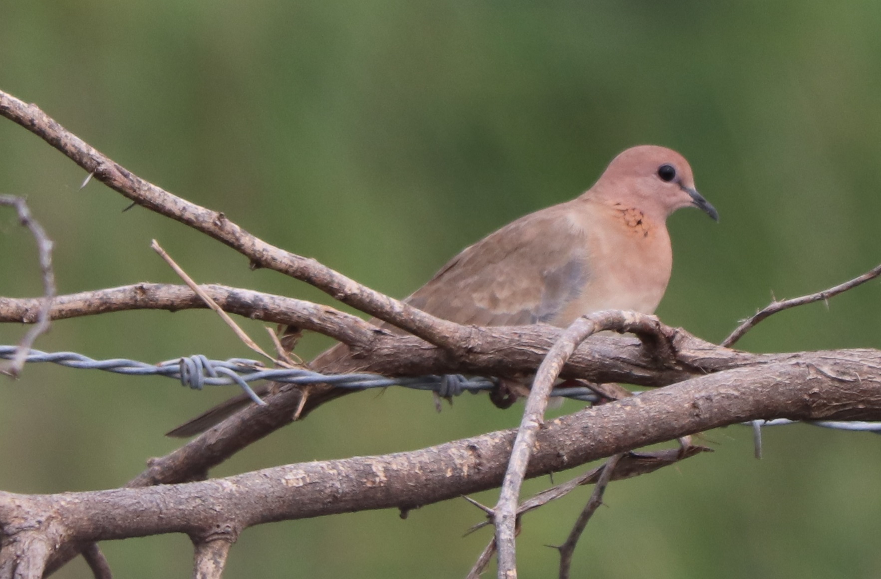 Laughing Dove