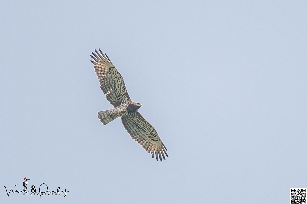 Short-toed Snake Eagle