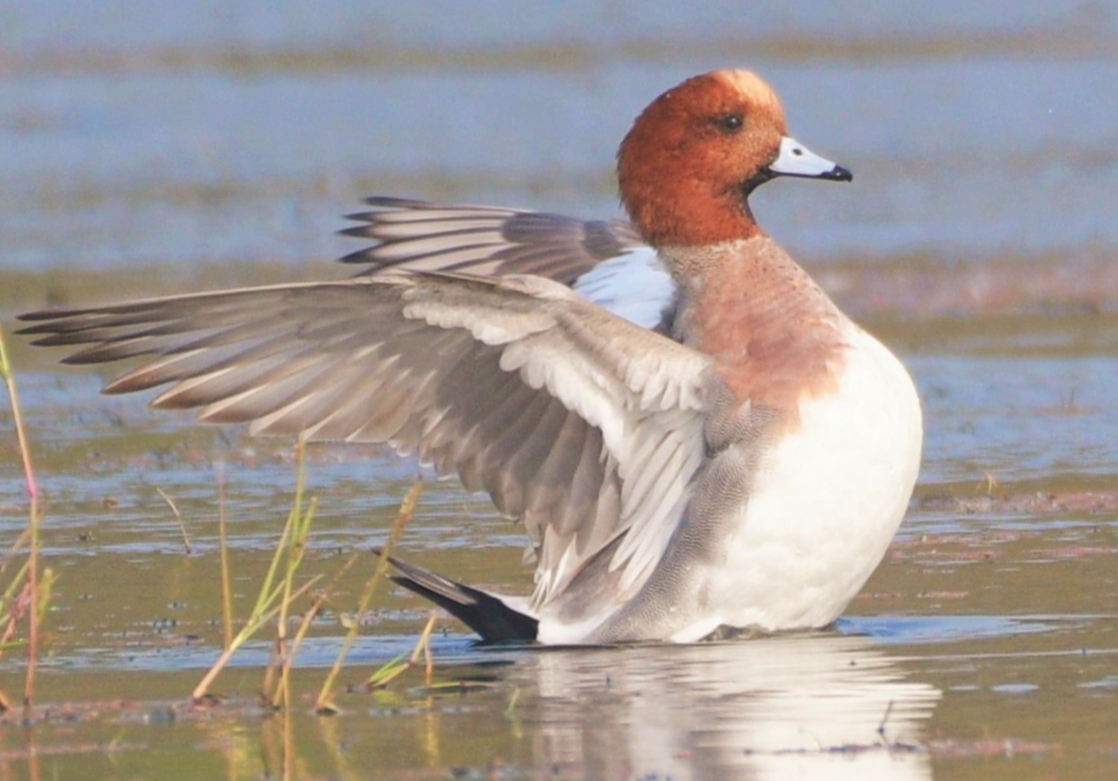 Eurasian Wigeon