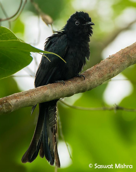 Asian Drongo Cuckoo 