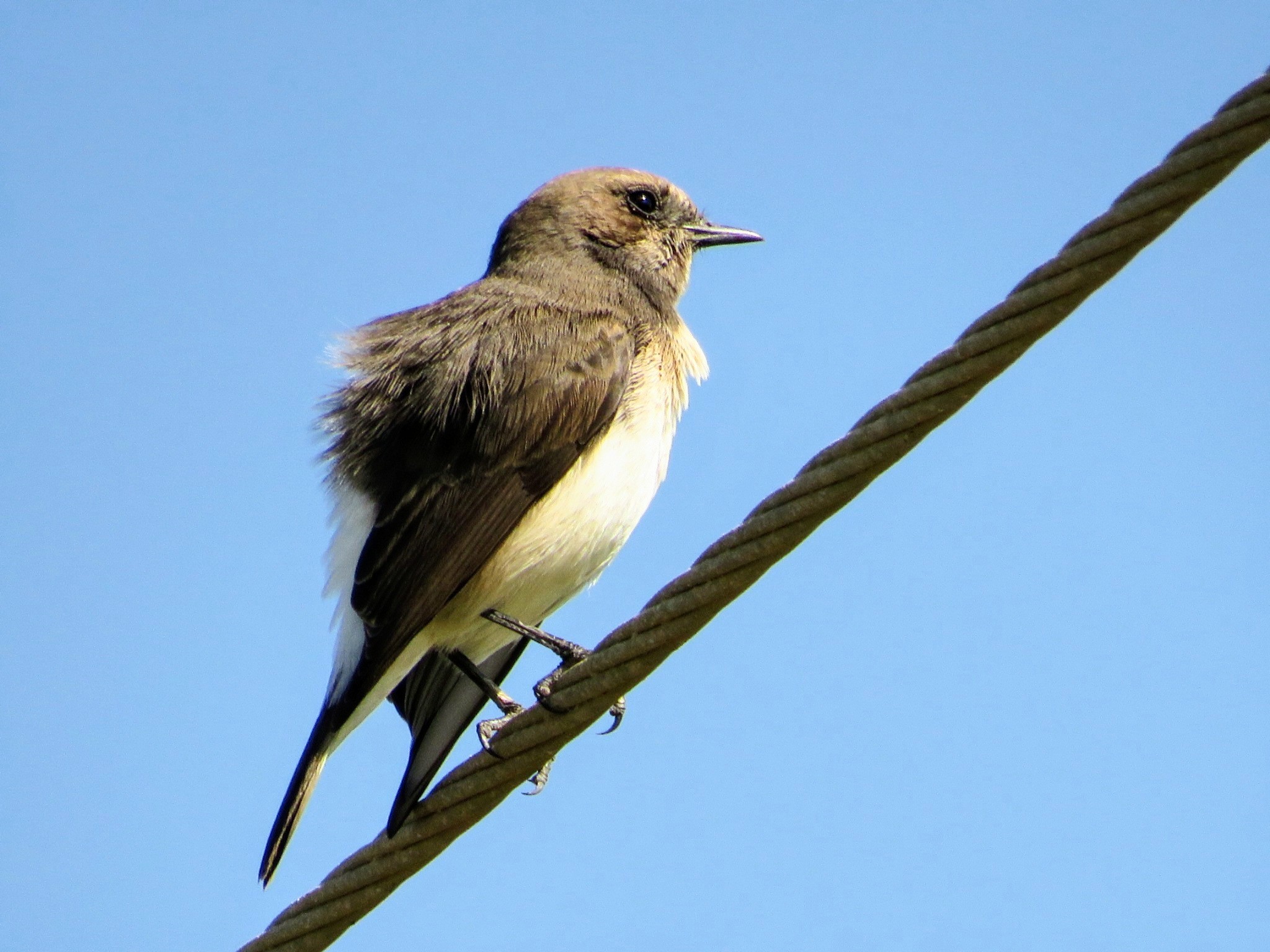 Variable Wheatear