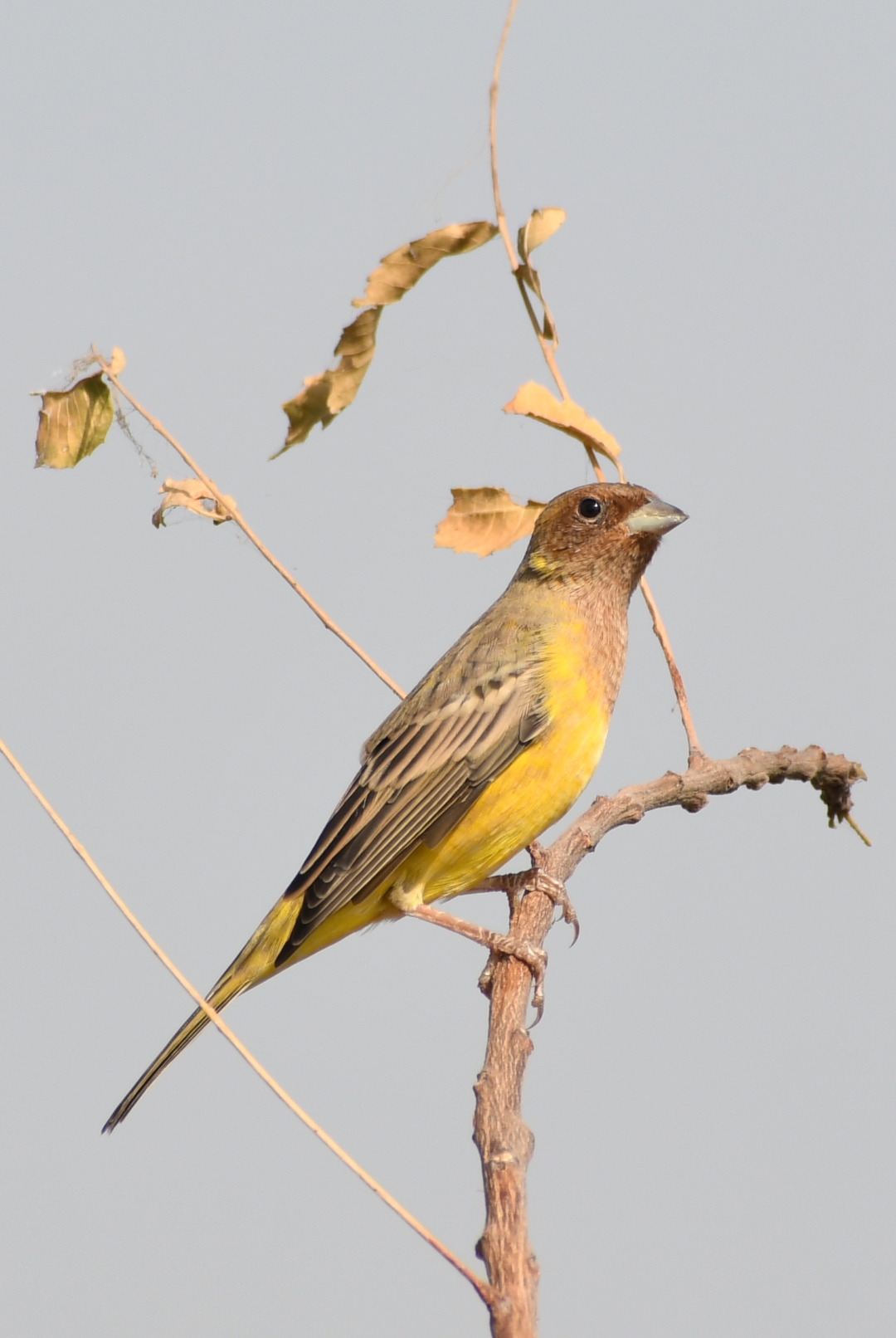 Red-headed Bunting