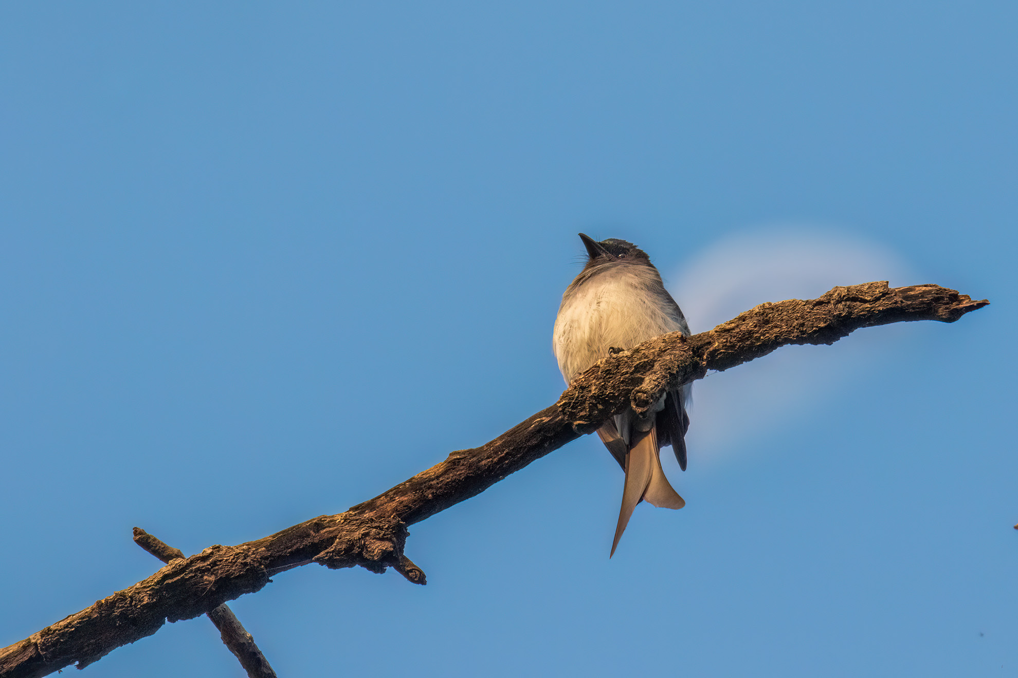 White-bellied Drongo