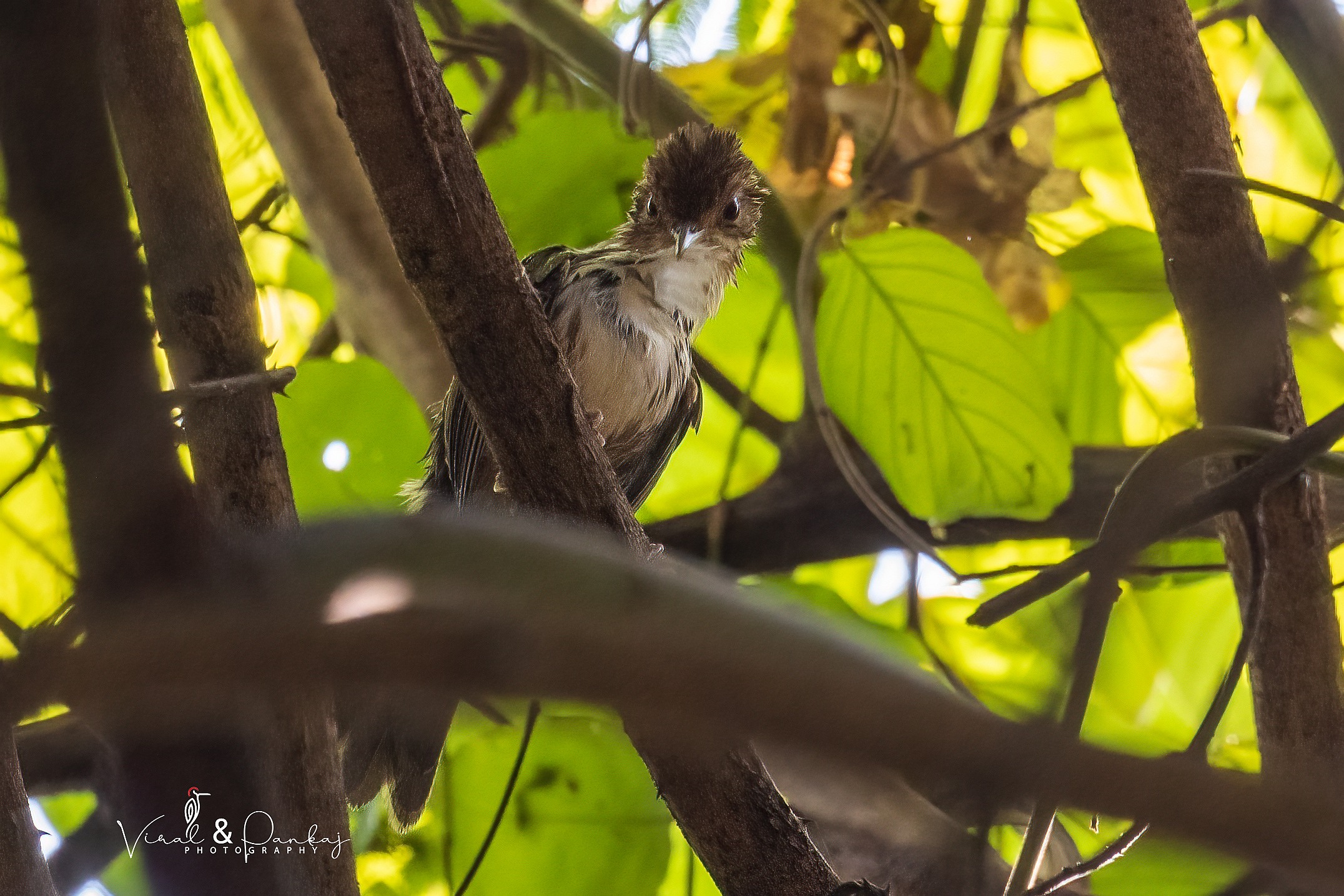 Puff-throated Babbler