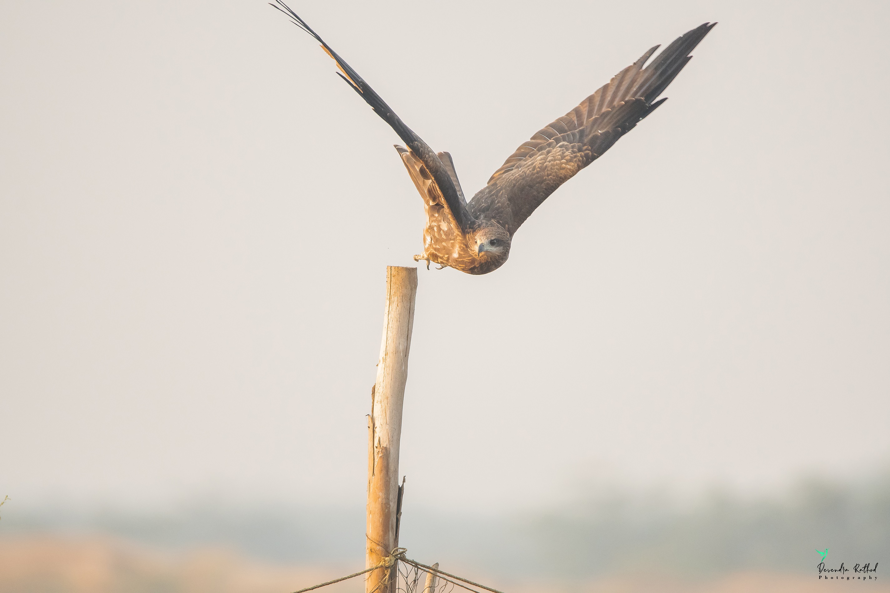 Black Kite
