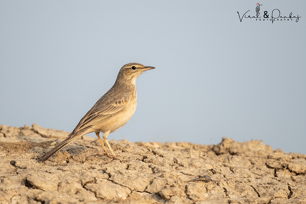 Long-billed Pipit