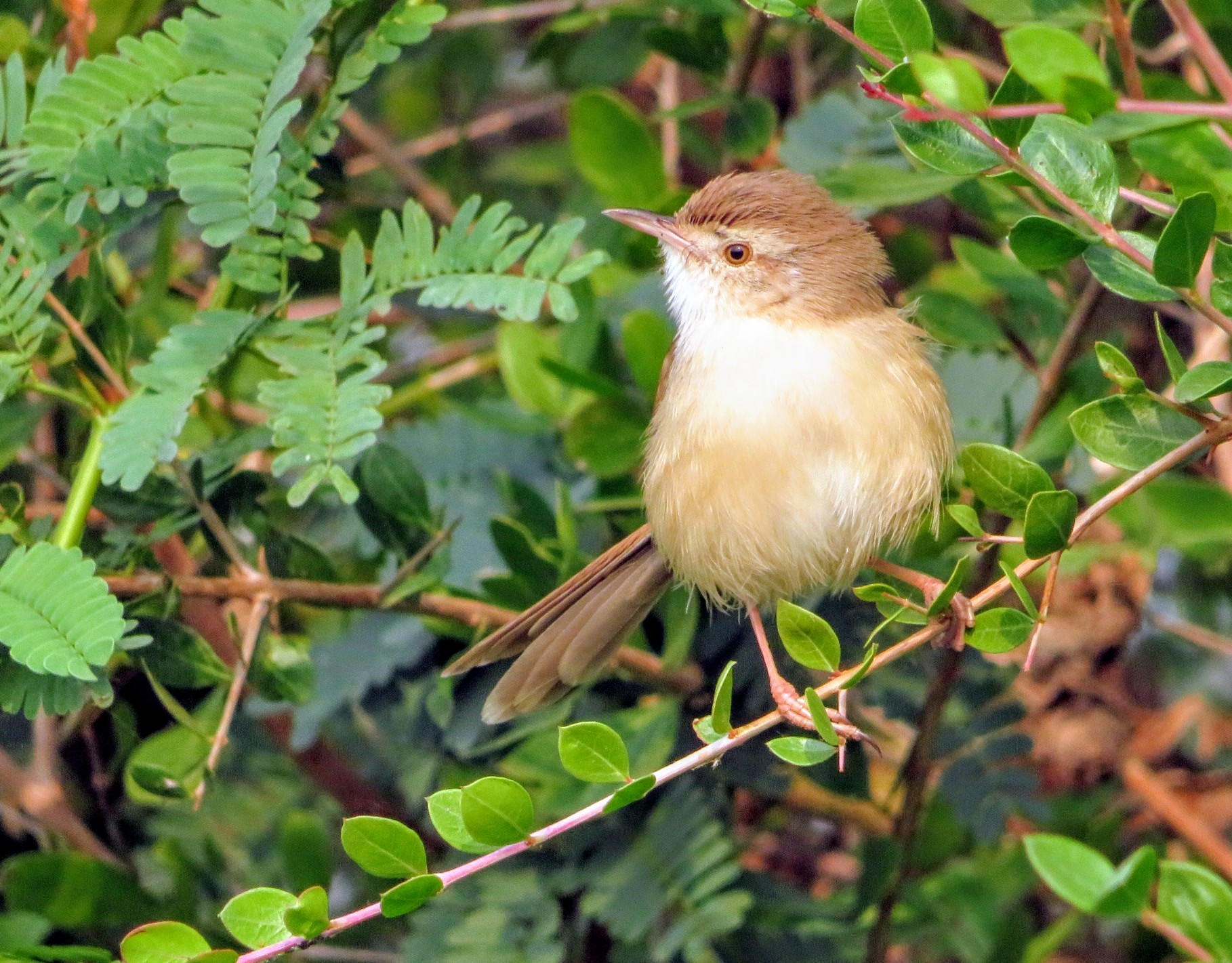 Plain Prinia