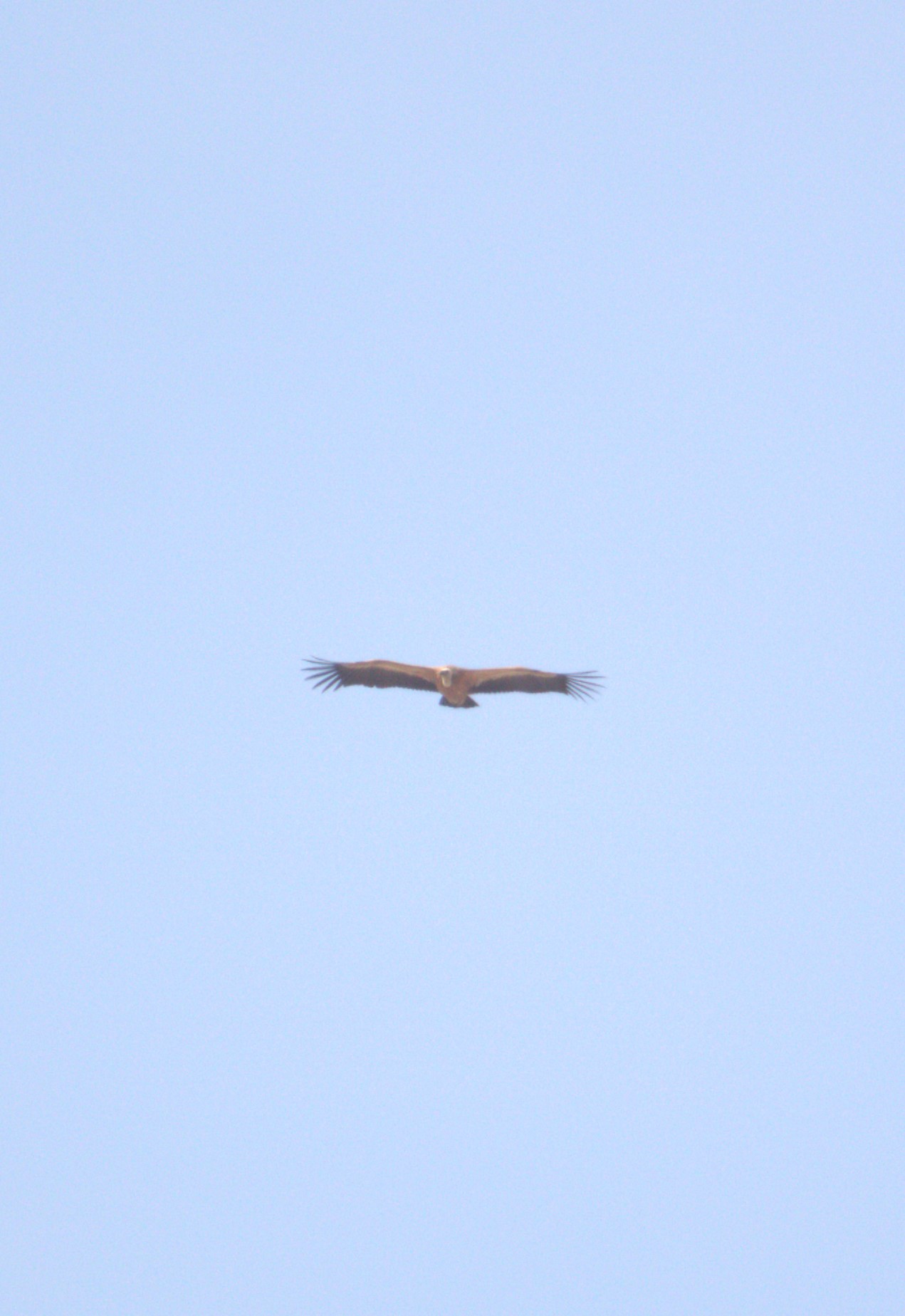 White-rumped Vulture