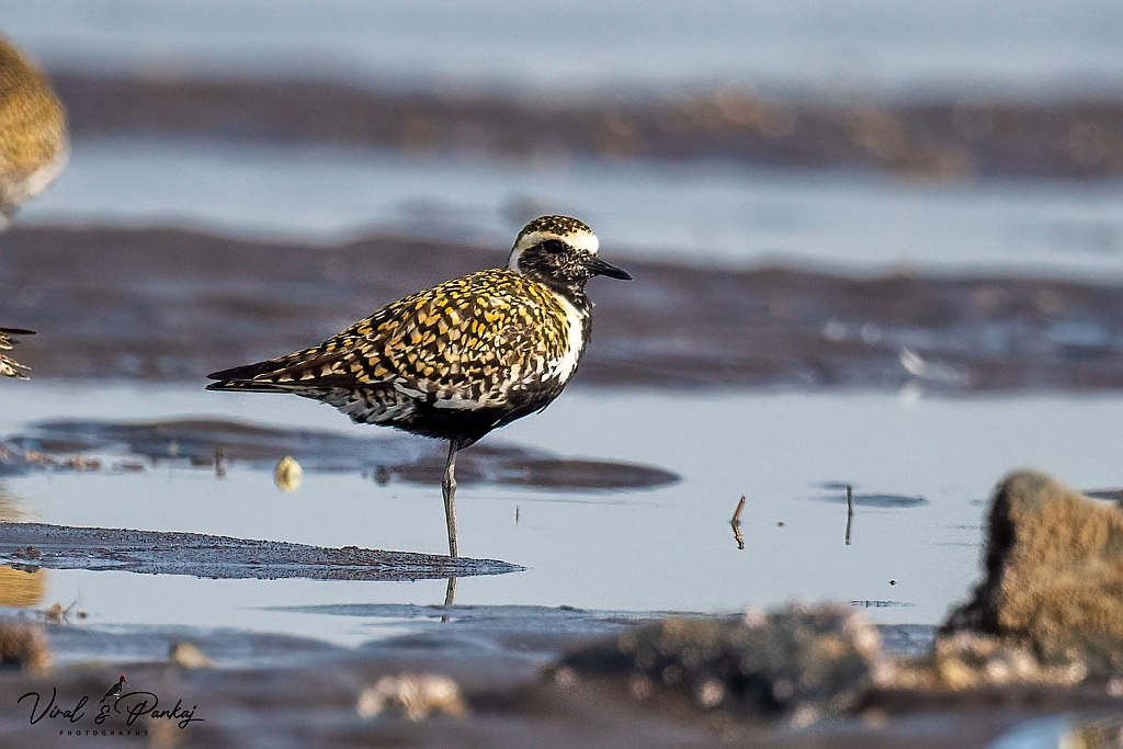 Pacific Golden Plover
