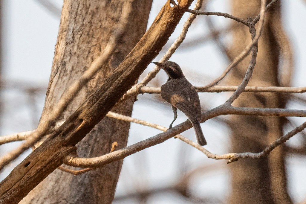 Common Woodshrike