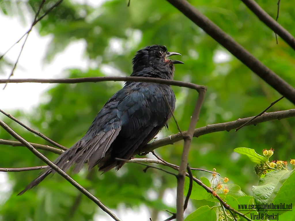 Asian Drongo Cuckoo 