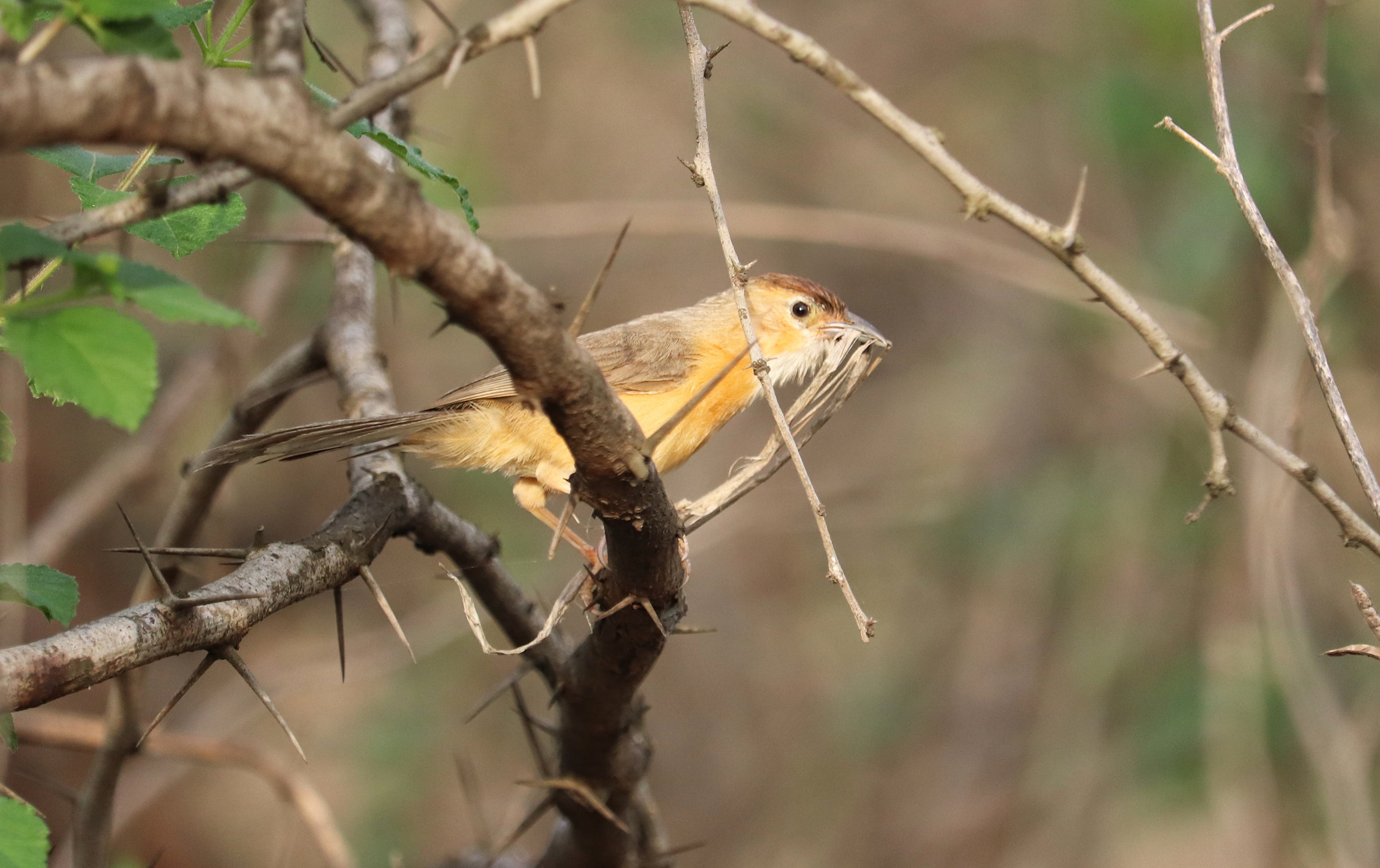 Tawny-bellied Babbler