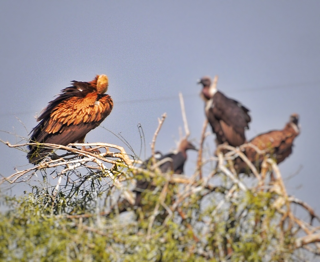 Eurasian Griffon
