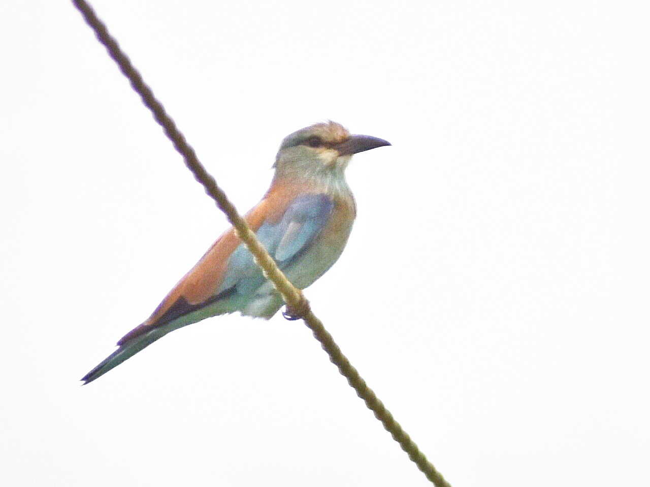 European Roller