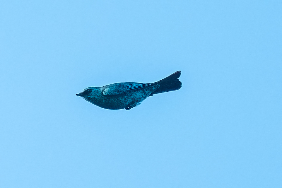 Verditer Flycatcher