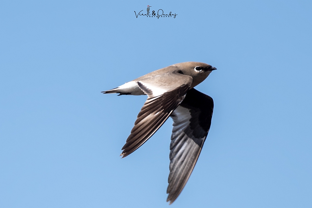 Small Pratincole