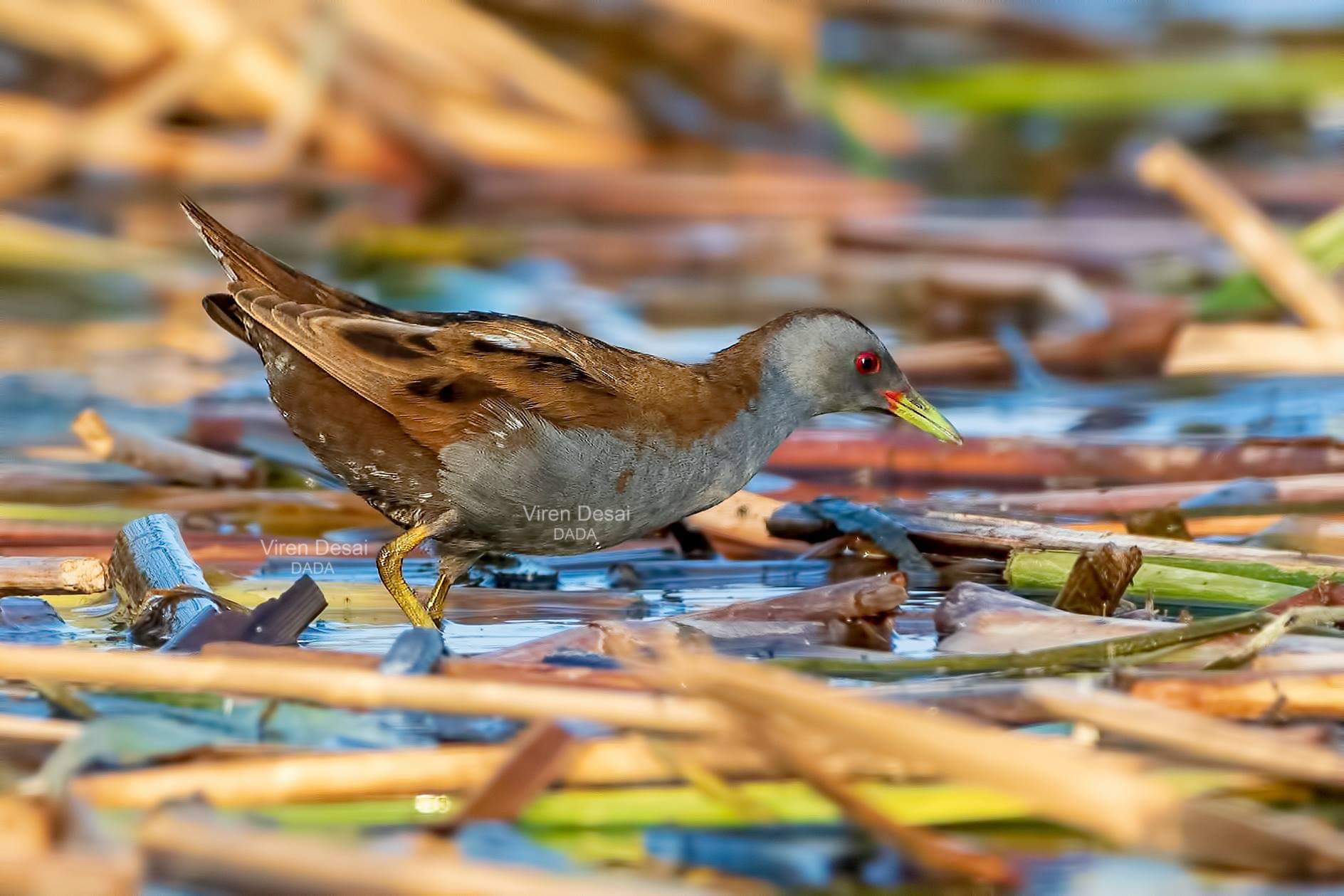 Little Crake 