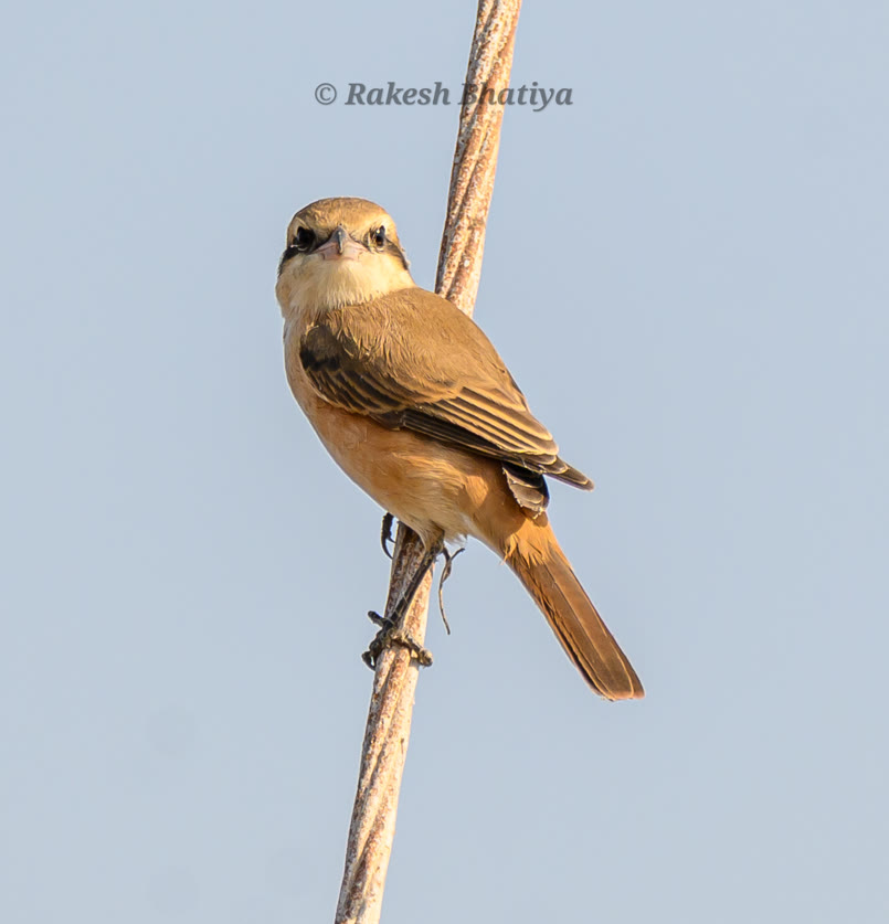 Isabelline Shrike