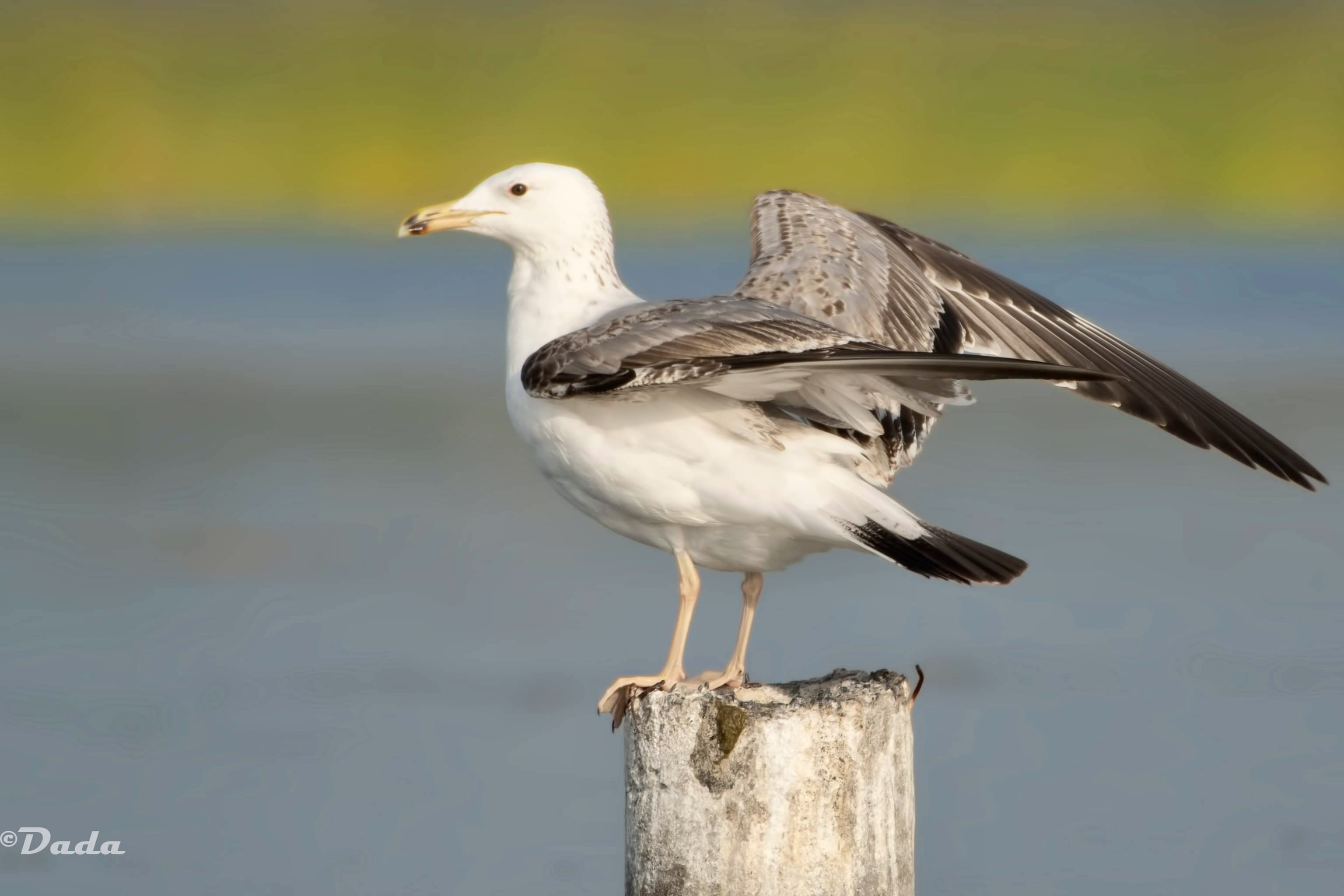 Lesser Black-backed Gull