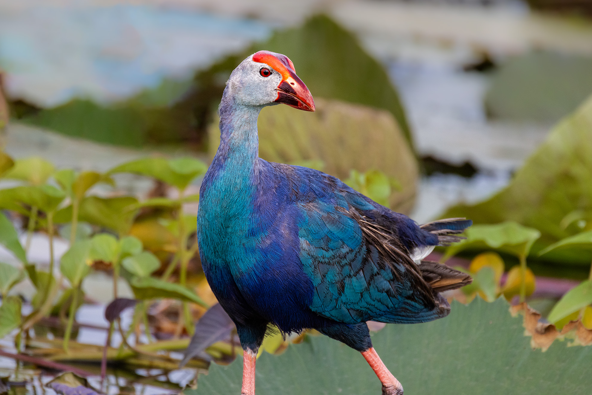 Purple Swamphen
