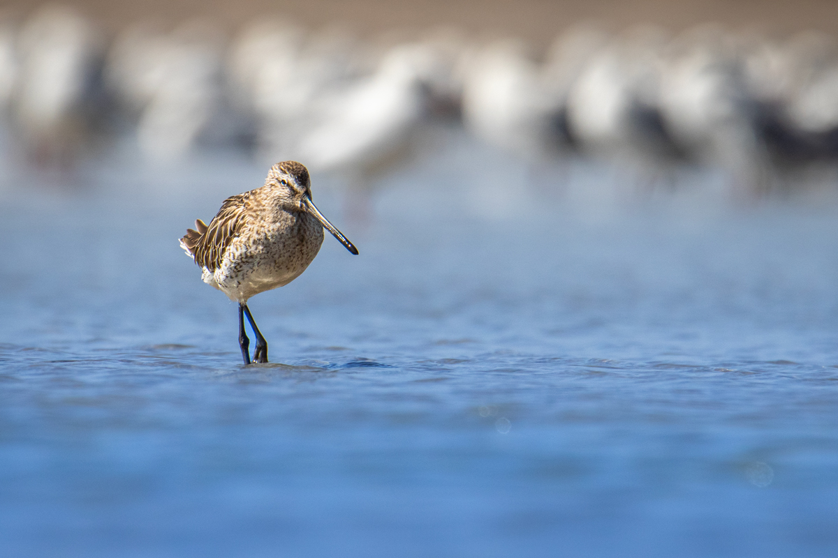 Asian Dowitcher 