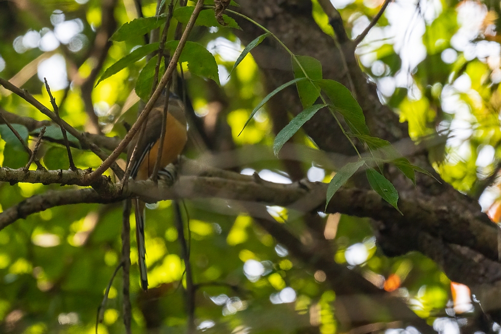 Malabar Trogon