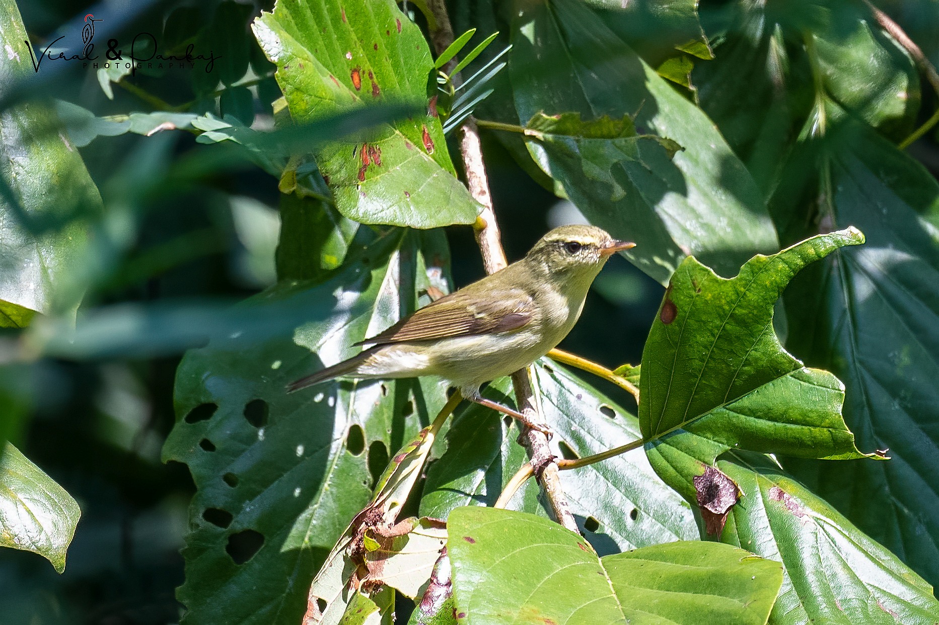 Greenish Warbler