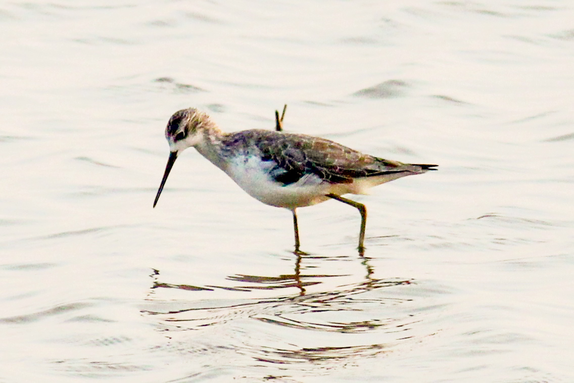 Marsh Sandpiper