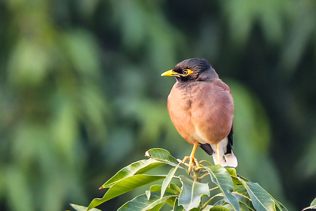 Common Myna