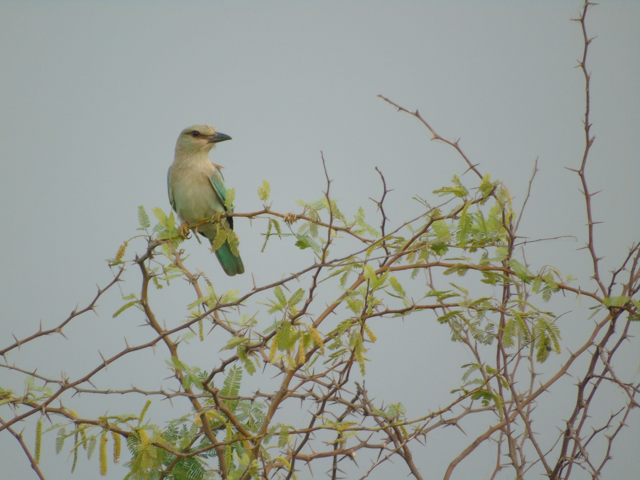 European Roller